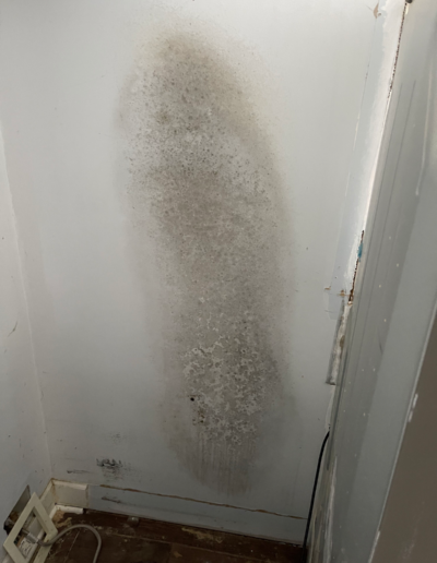 mold removal cleanup